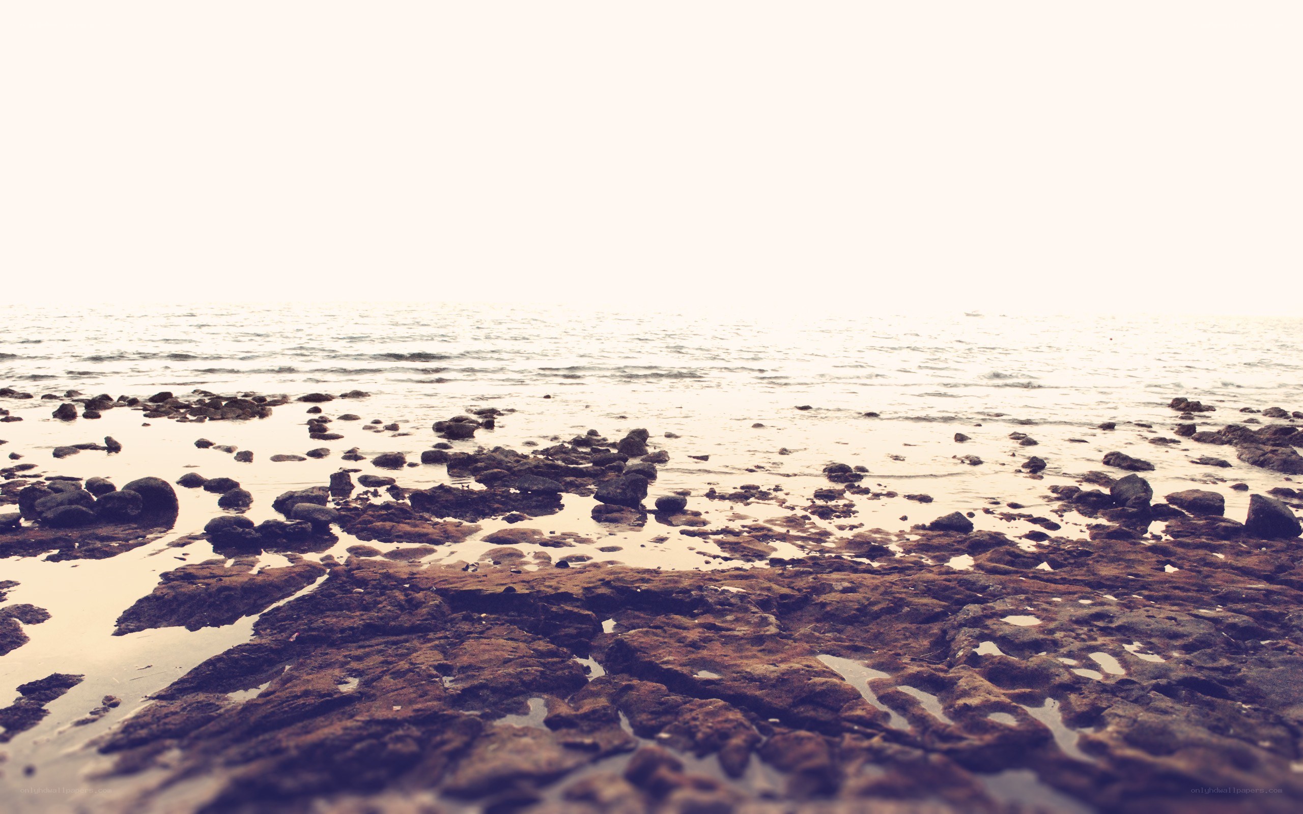 rocky beach at low tide
