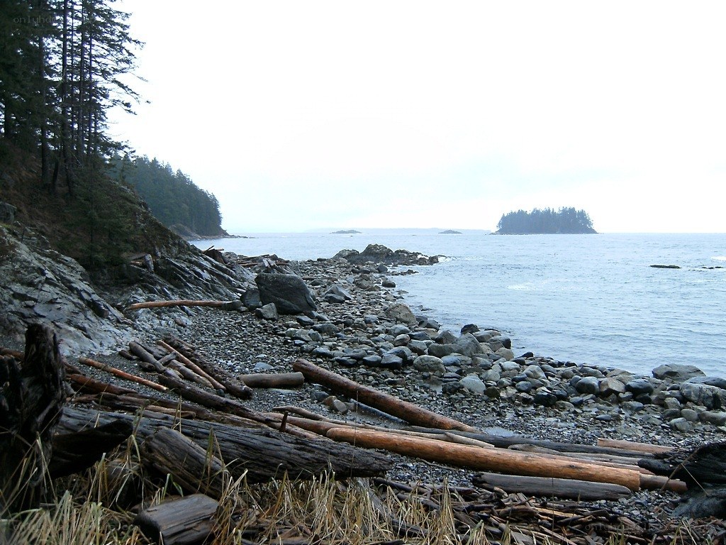 rocky beach with driftwood