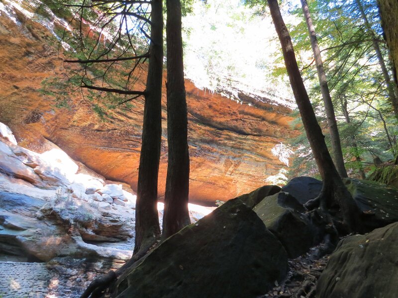 Rocky Canyon with Trees — Brown
