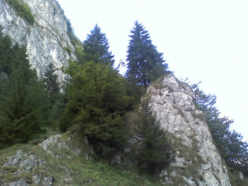 Rocky cliff with evergreen trees