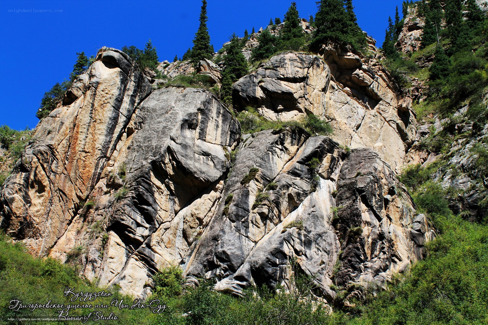 Rocky cliff with evergreen trees