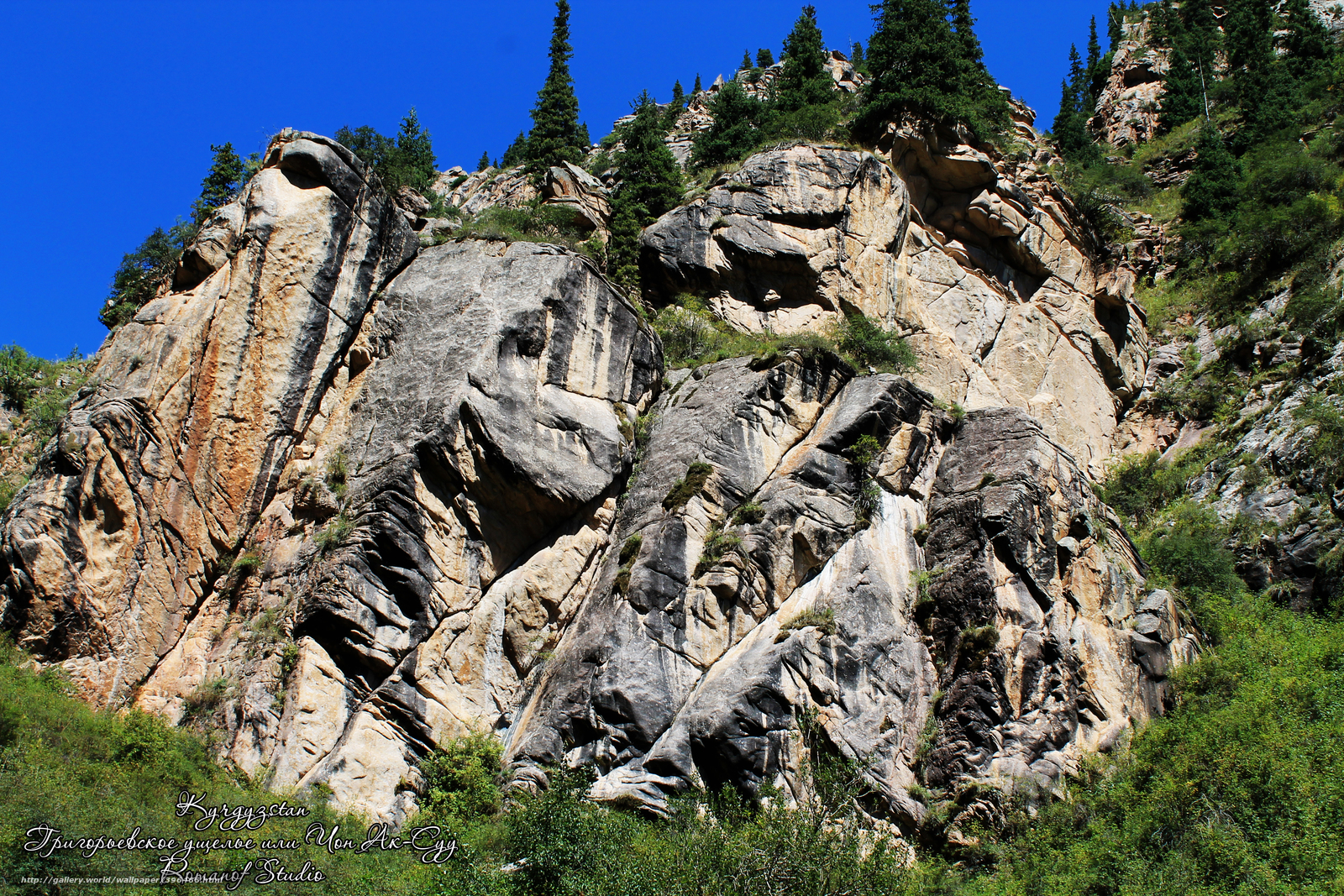 Rocky cliff with evergreen trees