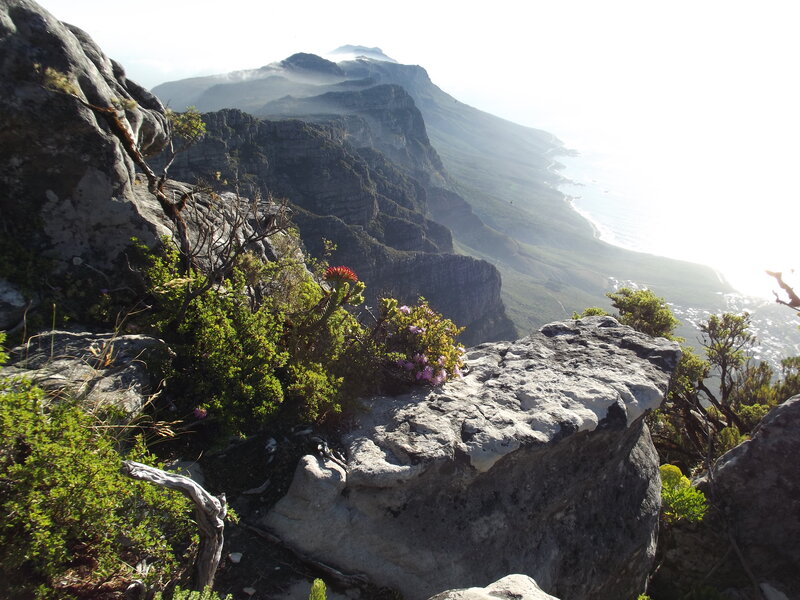 Rocky Cliff with Flowers