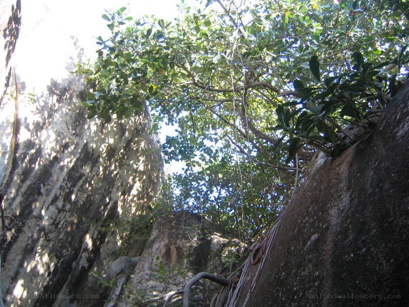 rocky cliff with trees