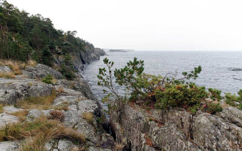 rocky coastline with pine trees