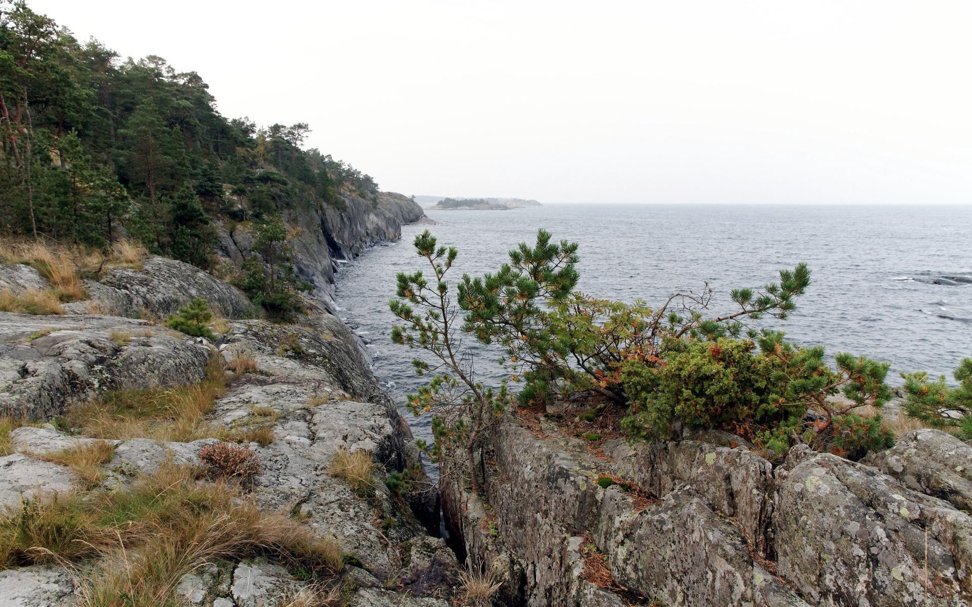rocky coastline with pine trees