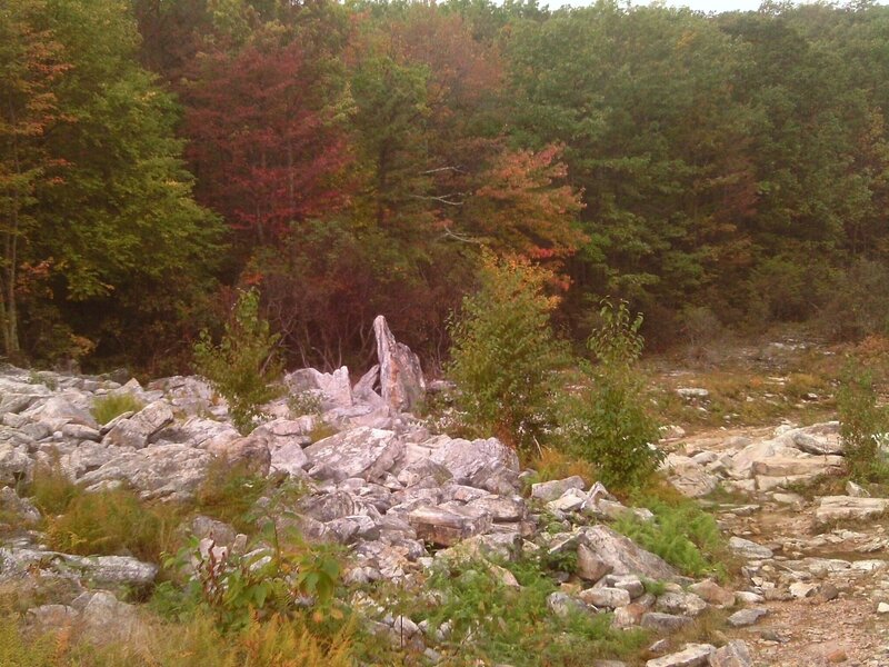 Rocky Forest Clearing