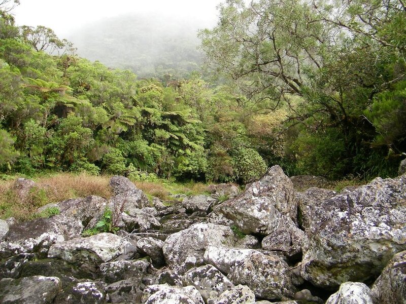 rocky forest landscape