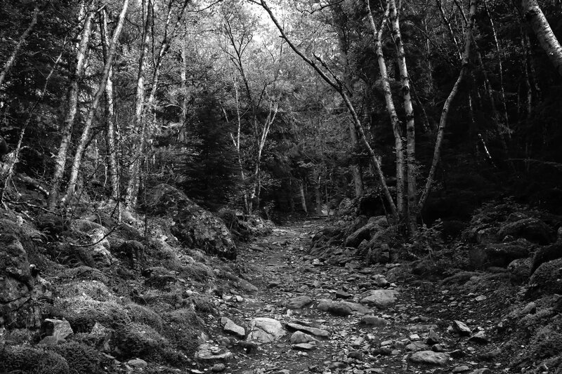 Rocky Forest Path — Black
