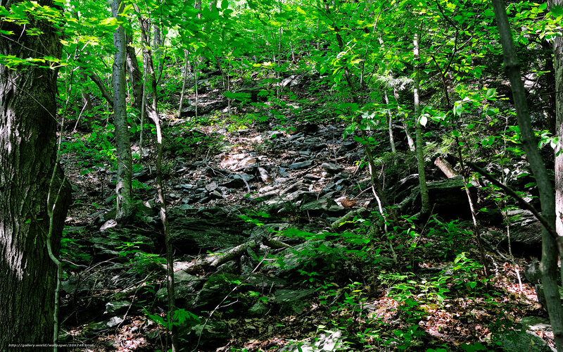 Rocky Forest Path — Green