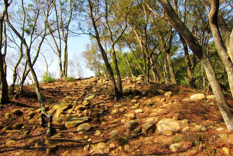 Rocky Forest Path