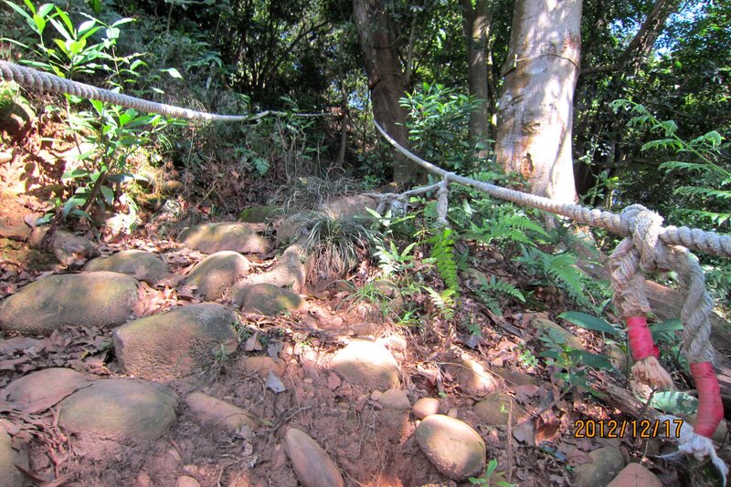Rocky Forest Trail