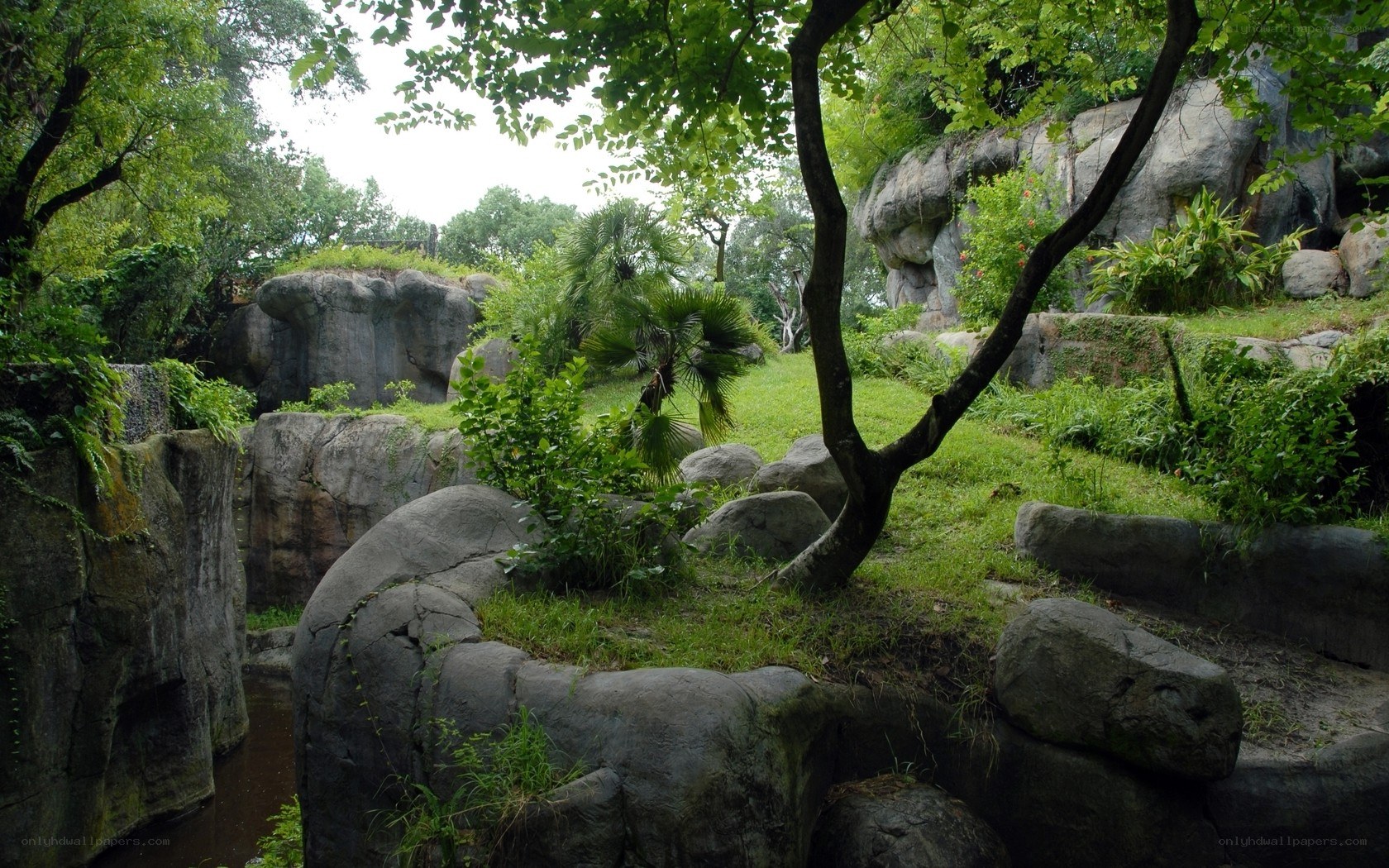 rocky garden with greenery