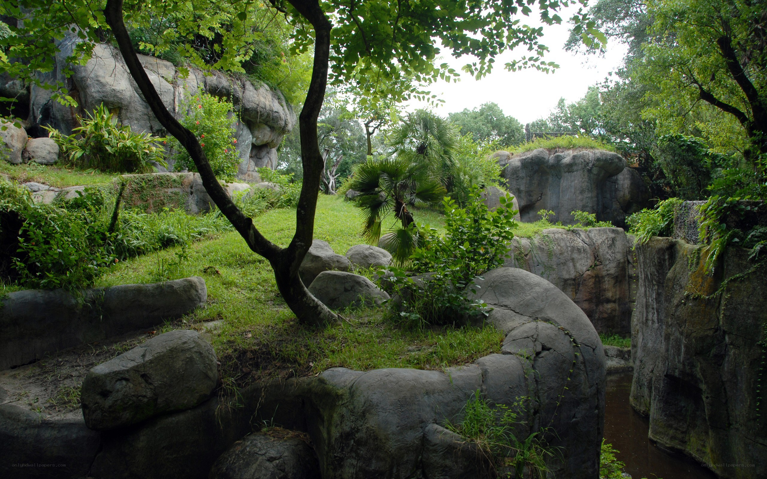 rocky garden with lush greenery
