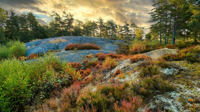 Rocky Hill with Autumn Shrubs