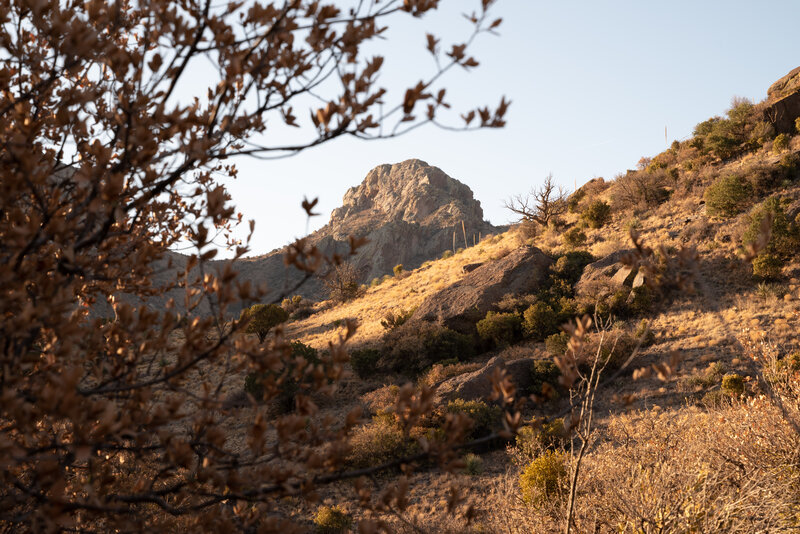 Rocky Hillside with Trees — Brown