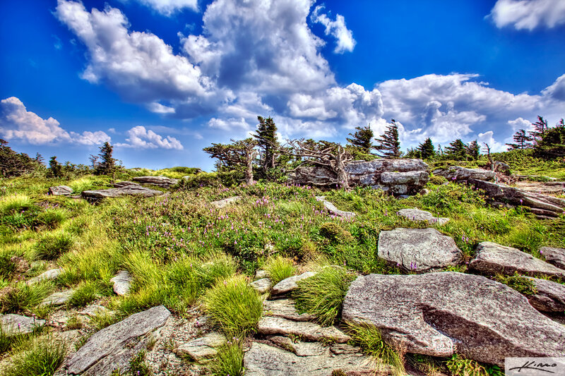 Rocky Mountain Meadow