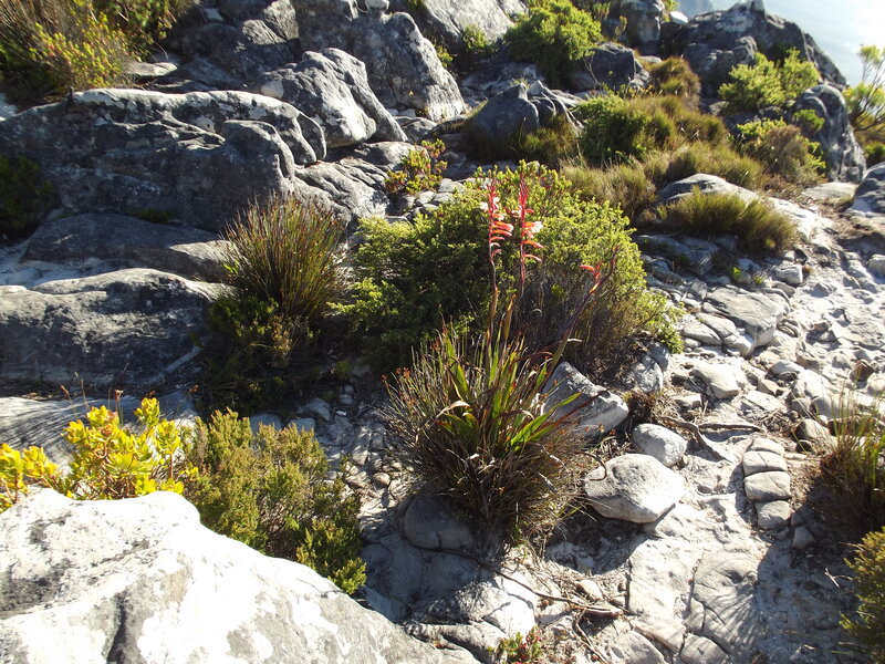 Rocky Mountain Plants