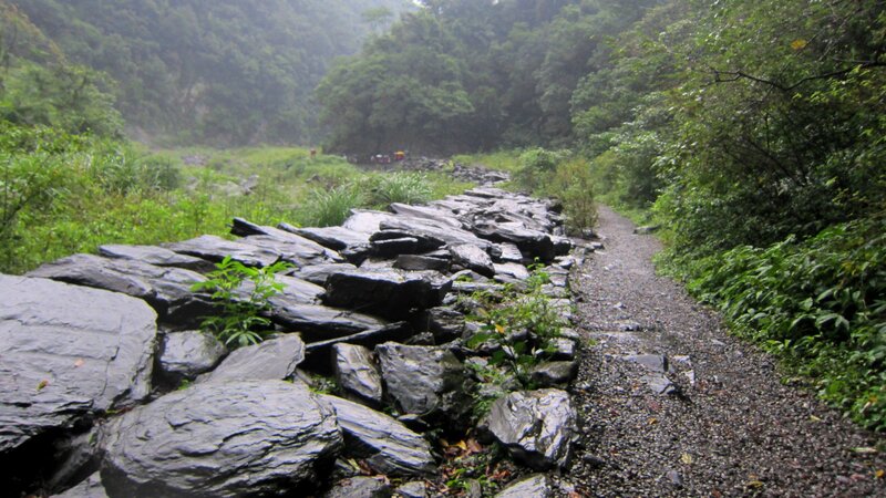 Rocky Path in Forest — Green, Misty