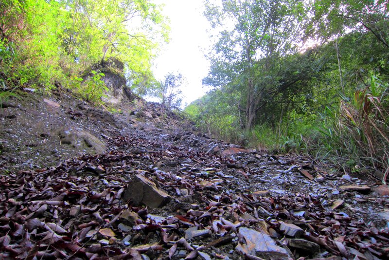 Rocky Path in Forest — Green, Natural
