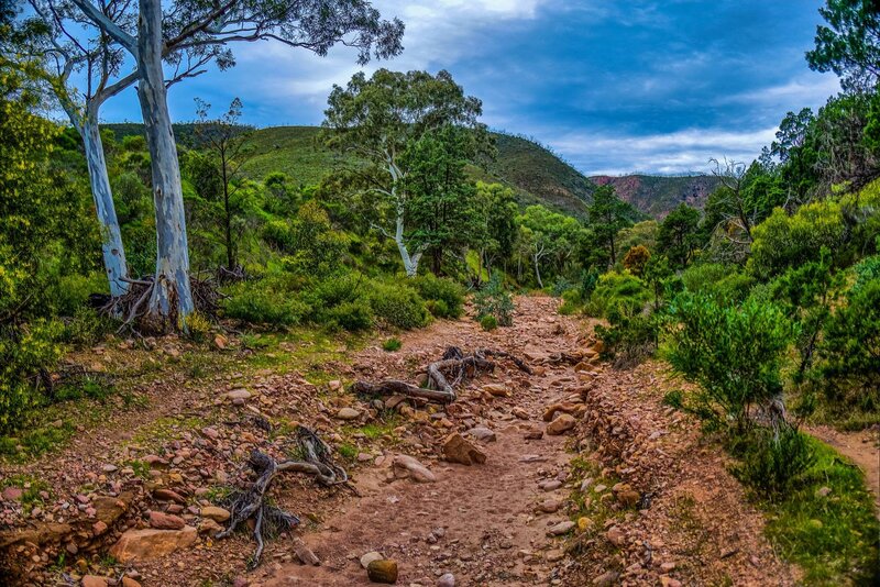 Rocky Path in Forest — Green, Serene