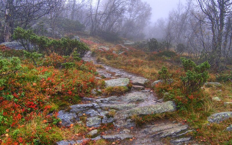 Rocky Path in Forest
