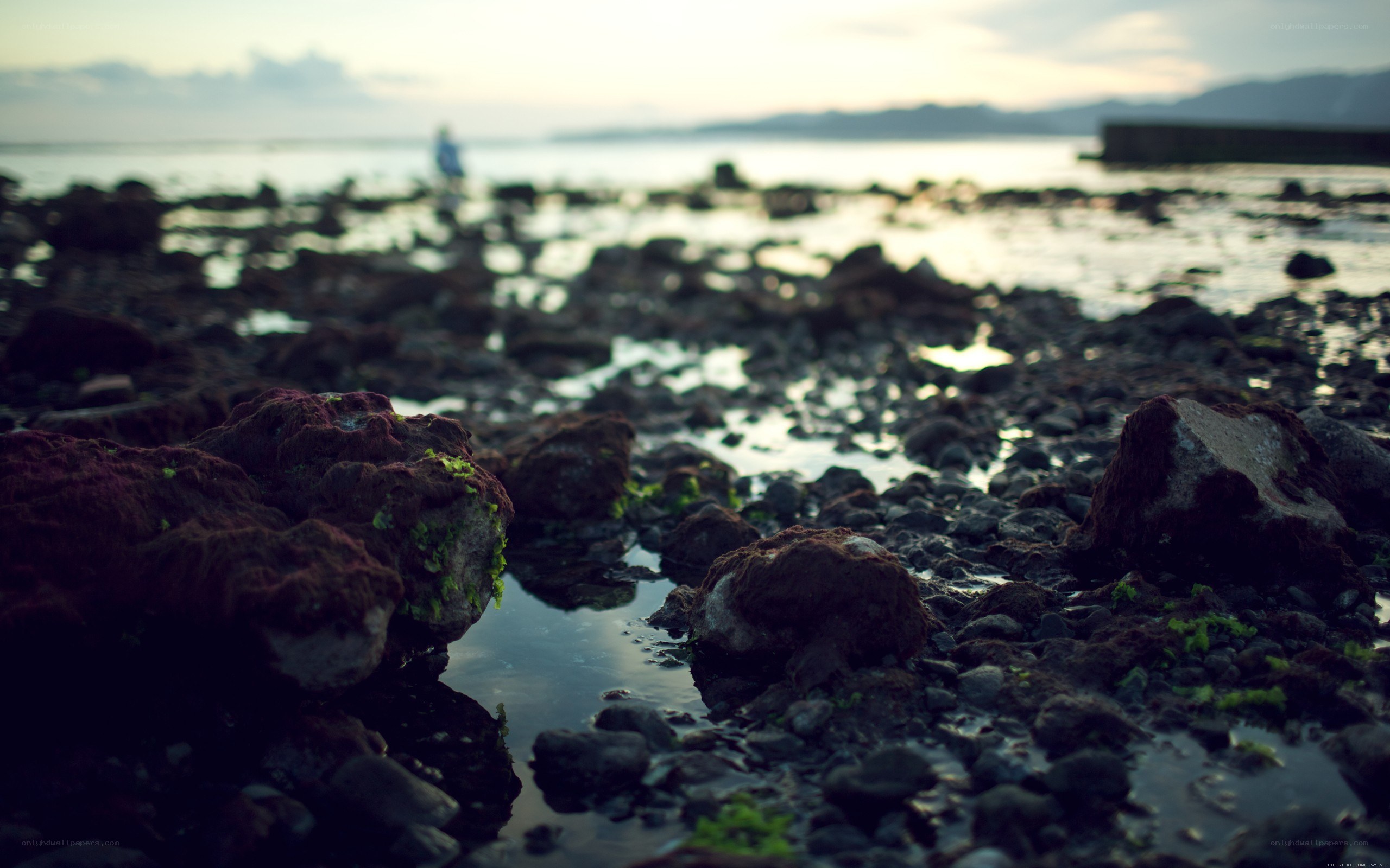 rocky shore at low tide