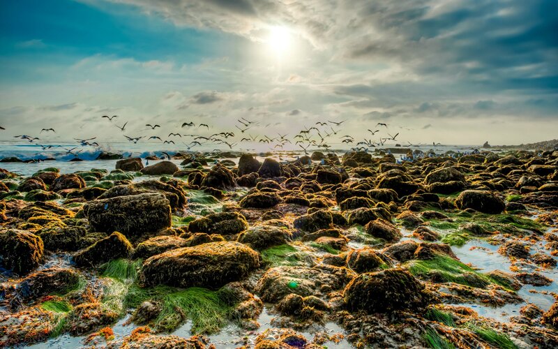 Rocky Shore with Birds