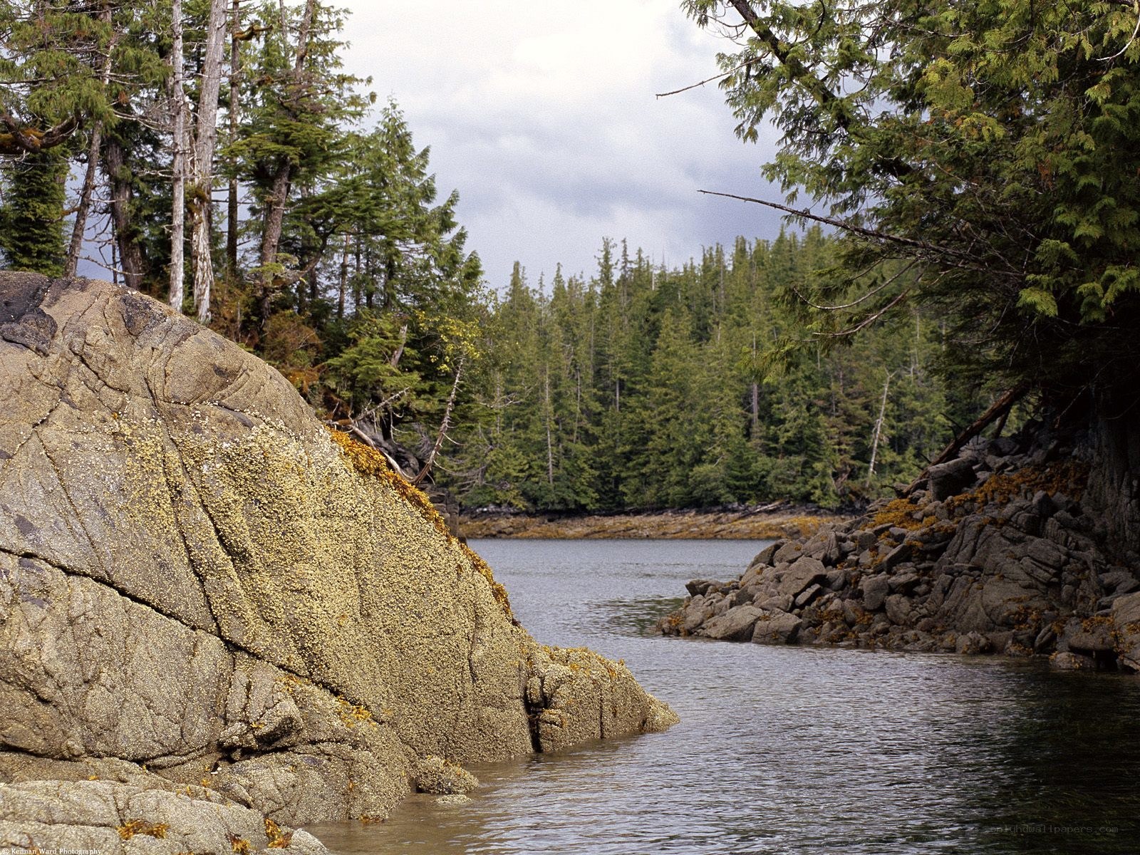 Rocky shore with forested background