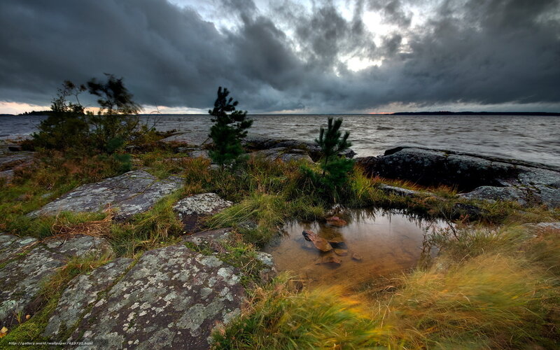 Rocky Shore with Pine Trees