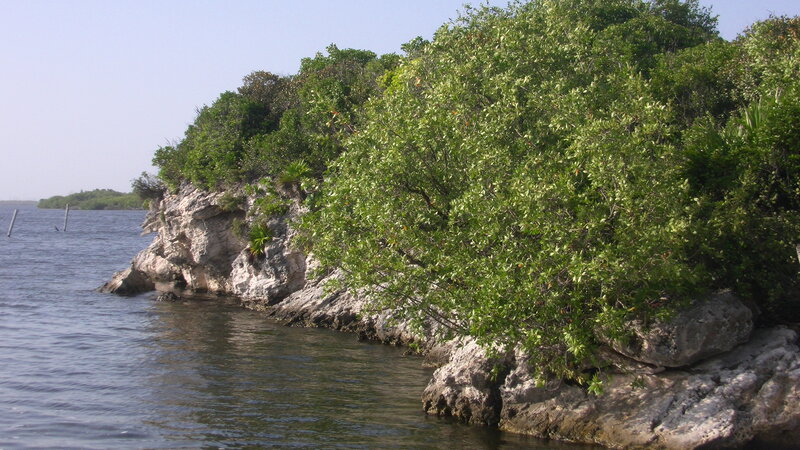 Rocky Shoreline with Mangroves
