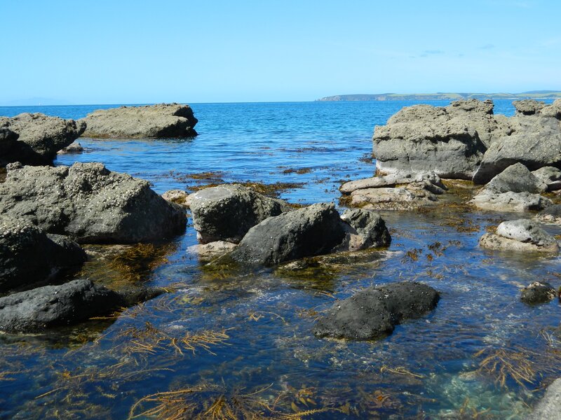 Rocky Shoreline with Seaweed — Blue