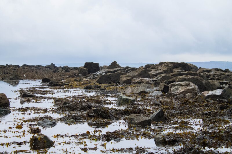Rocky Shoreline with Seaweed — Gray