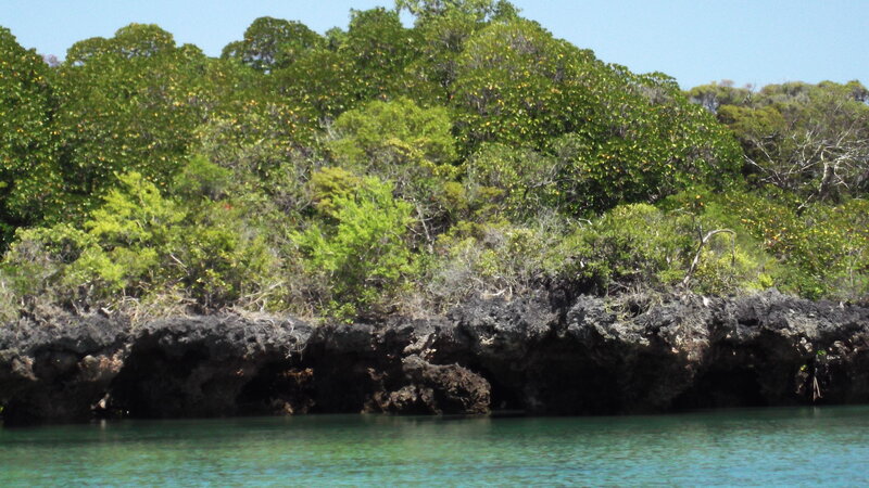 Rocky Shoreline with Trees — Green