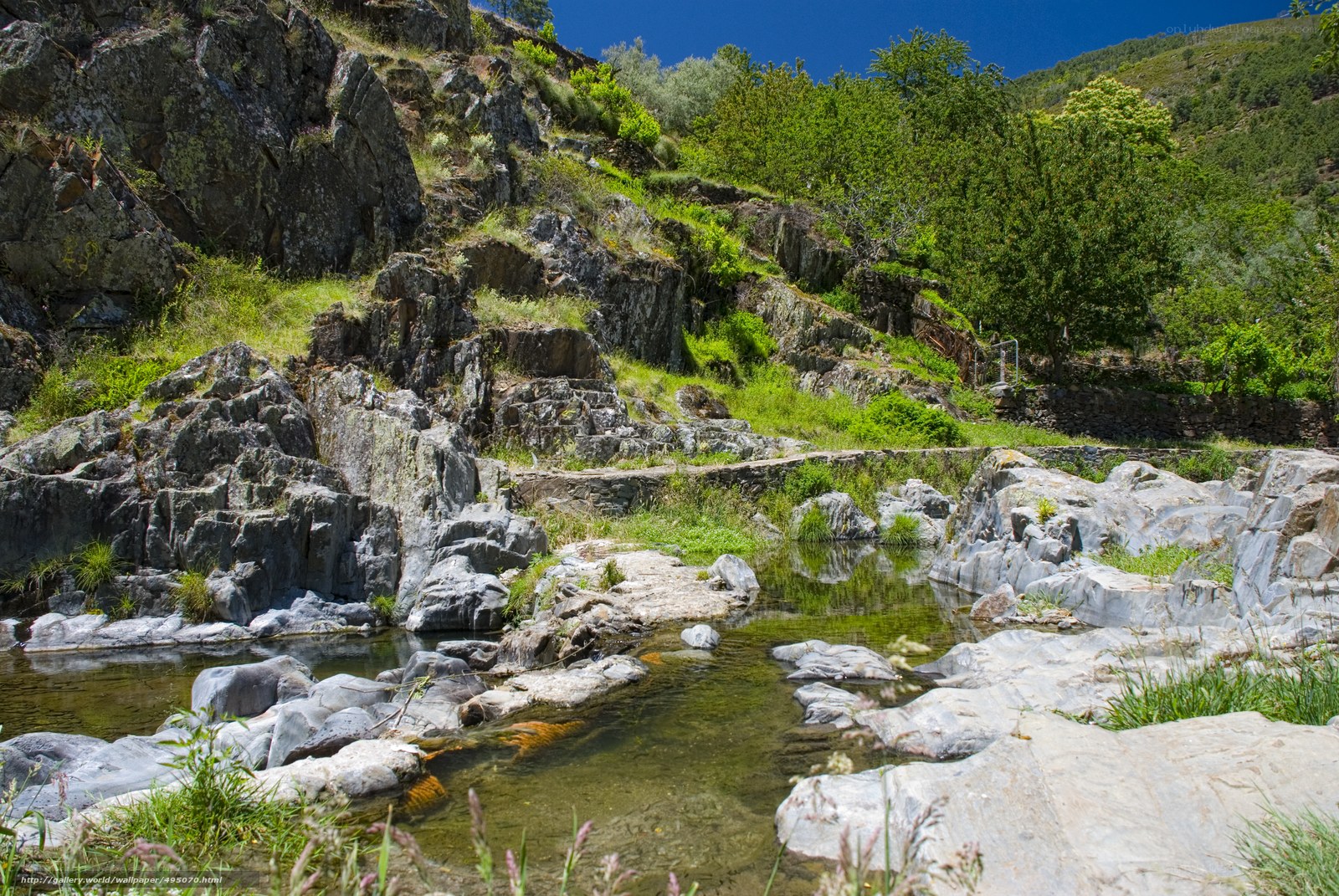 Rocky stream in a forested valley