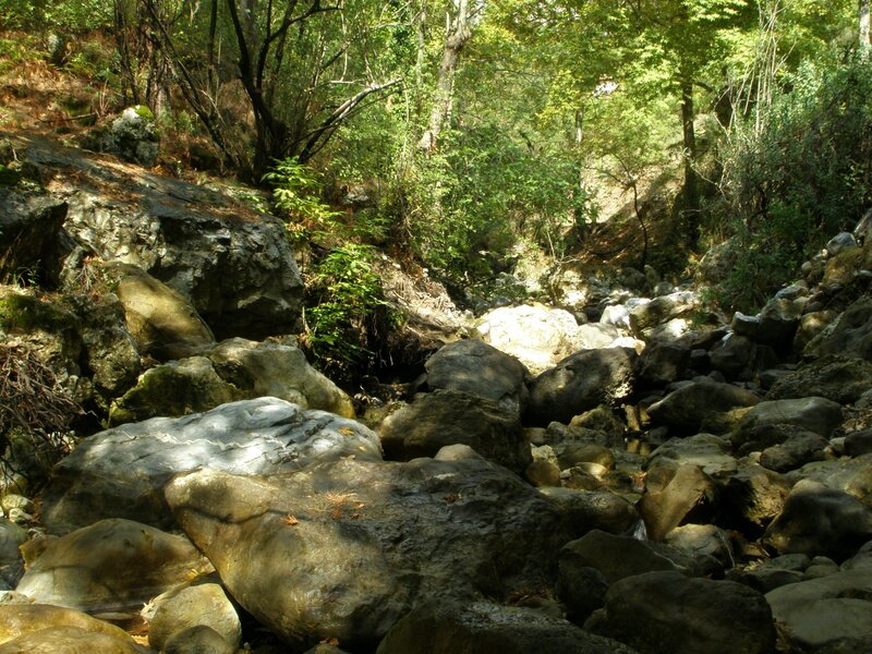 Rocky Stream in Forest — Green, Serene