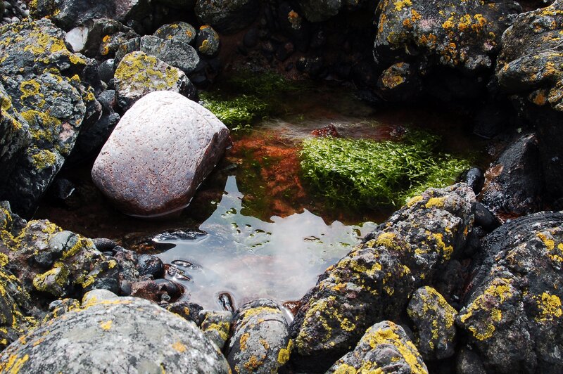 Rocky Tide Pool — Black, Natural