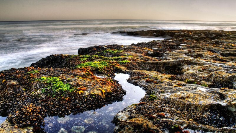 Rocky Tide Pool — Green