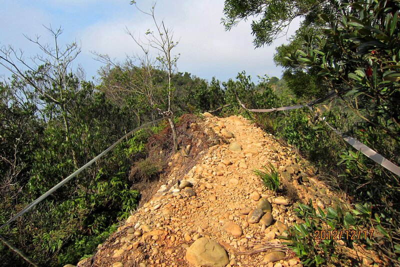 Rocky Trail in Forest — Green