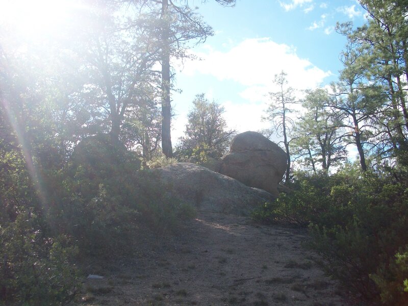 Rocky Trail in Forest