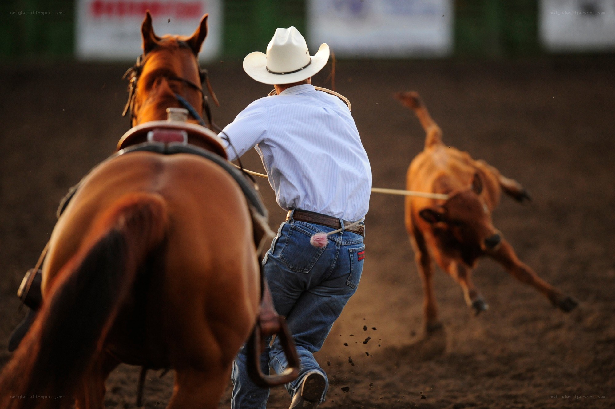 Rodeo cowboy roping a calf