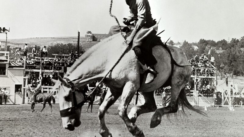 Rodeo rider on bucking horse