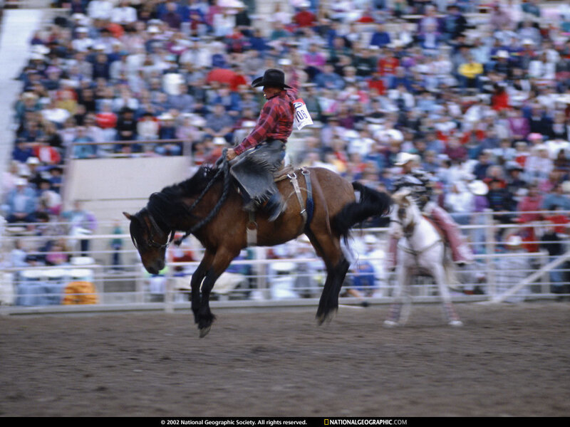 Rodeo rider on bucking horse