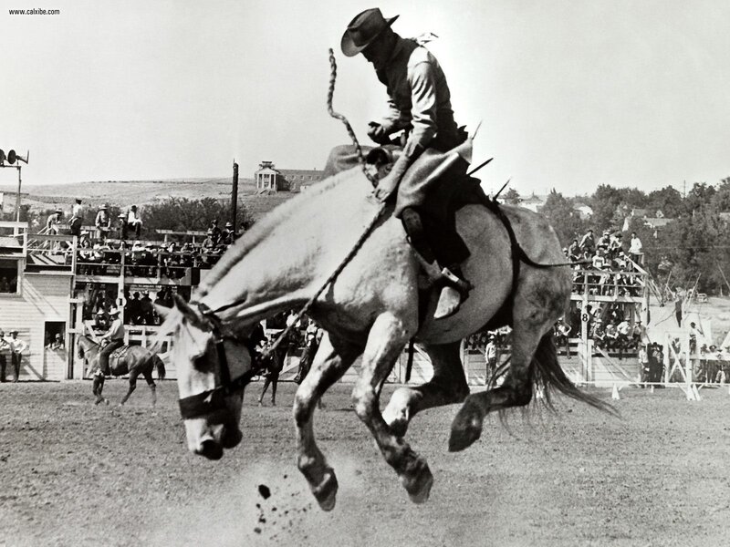 Rodeo rider on bucking horse