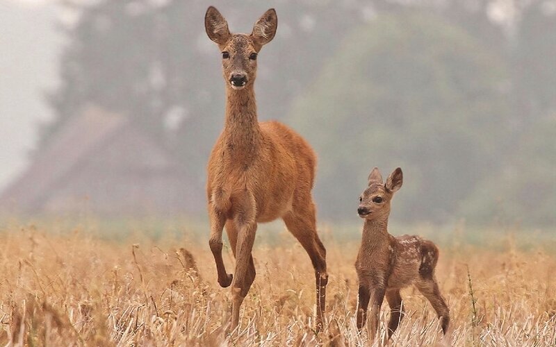 Roe Deer and Fawn — Brown