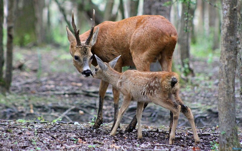 Roe Deer and Fawn