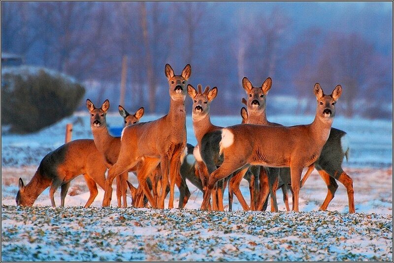Roe Deer Herd