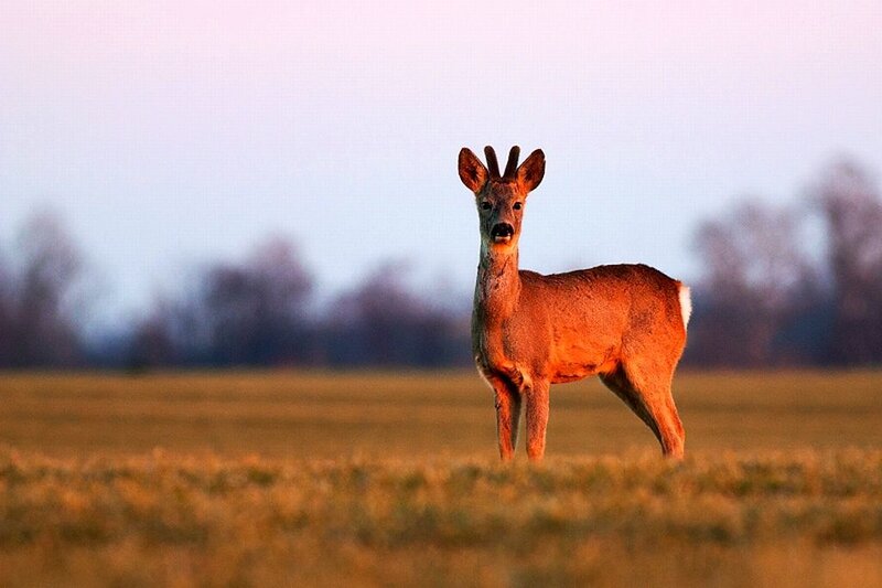 Roe Deer in Field — Brown, Serene
