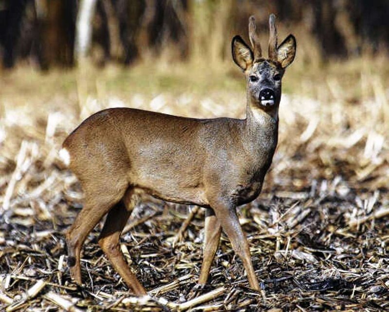 Roe Deer in Field — Brown