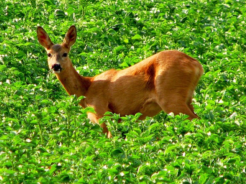 Roe Deer in Field
